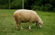 sheep domba